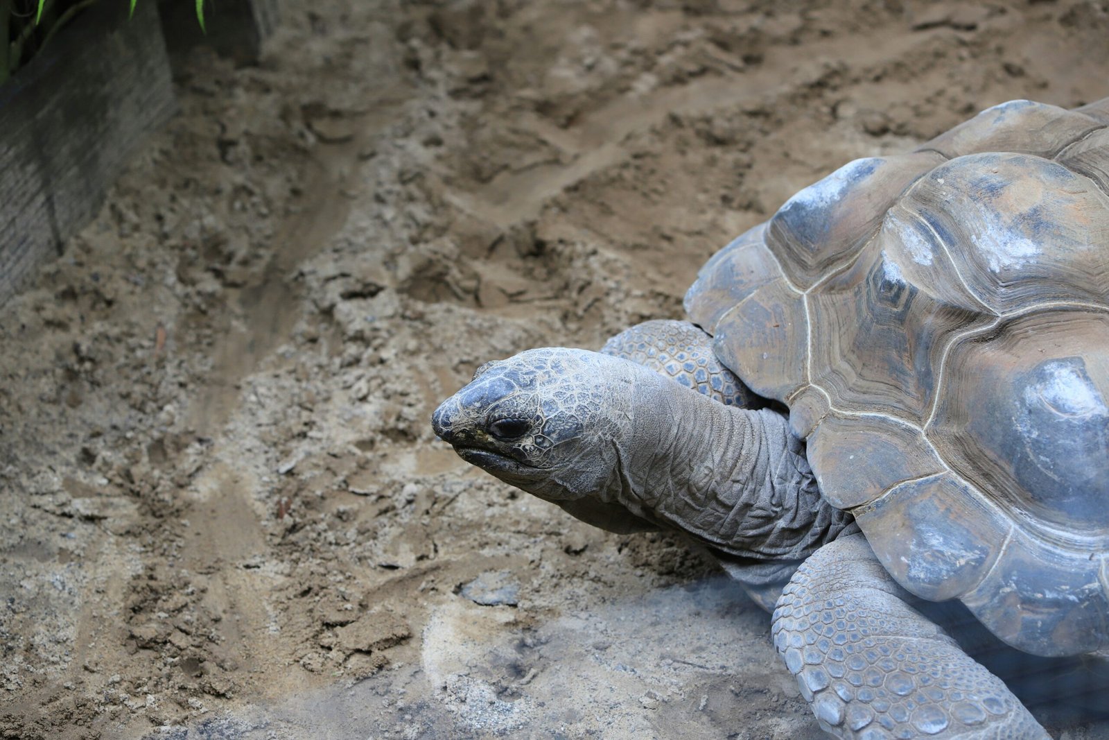 a couple of tortoises